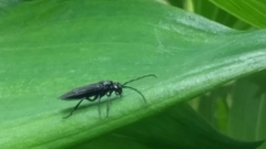 Phymatocera aterrima