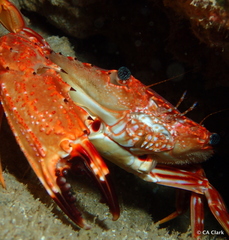 Goniosupradens hawaiensis