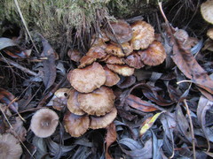 Pholiota subflammans