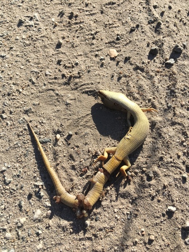 iNaturalist observation photo of Southern Alligator Lizard