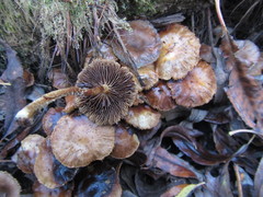 Pholiota subflammans