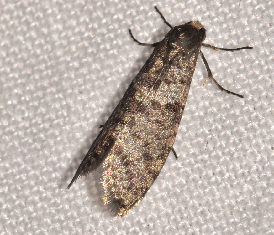 Lepidoscia annosella