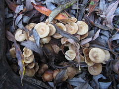 Pholiota subflammans
