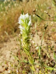 Castilleja densiflora densiflora