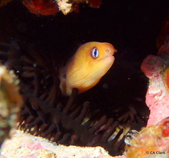 Gymnothorax melatremus