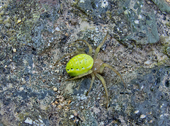Araniella opisthographa
