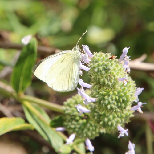 iNaturalist observation photo of Small White