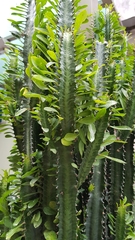 Euphorbia antiquorum