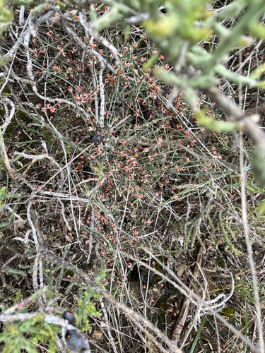 Image of Ephedra antisyphilitica by (c) harrier, some rights reserved (CC BY)