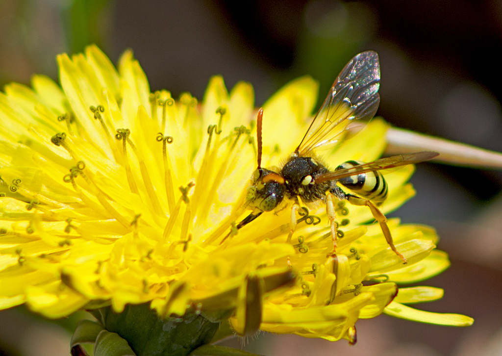 Yellow-legged Nomad Bee