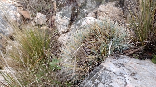 Festuca ventanicola