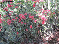 Rhododendron kaempferi