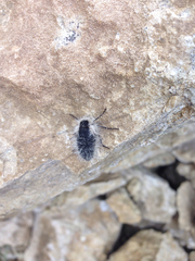 Lycia alpina