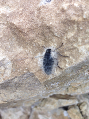 Lycia alpina
