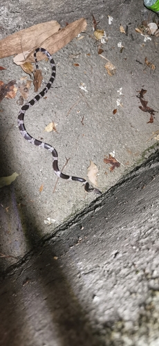 Futsing Wolf Snake