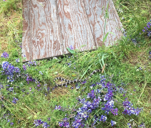 iNaturalist observation photo of California King Snake