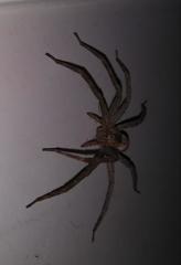 Pisaurina
