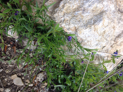 Asperugo procumbens