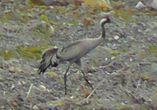 Grus grus