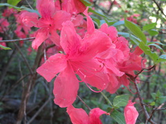 Rhododendron kaempferi
