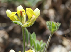 Acmispon grandiflorus var. grandiflorus