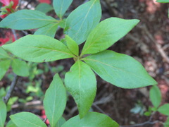 Rhododendron kaempferi