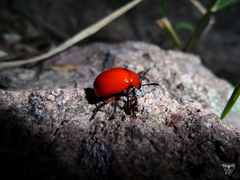 Leptinotarsa rubiginosa