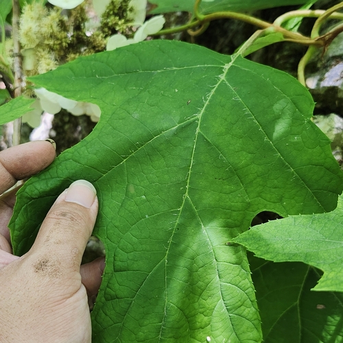 Hydrangea quercifolia