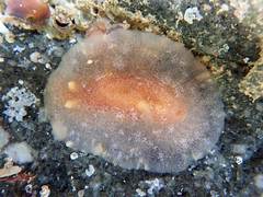 Dendrodoris citrina