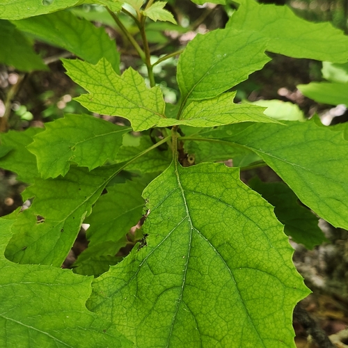 Hydrangea quercifolia