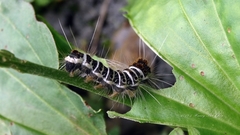 Euproctis kanshireia