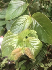 Uncaria hirsuta, photograph (c) 鄭雪雲, some rights reserved (CC BY)