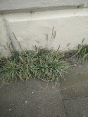 Plantago coronopus