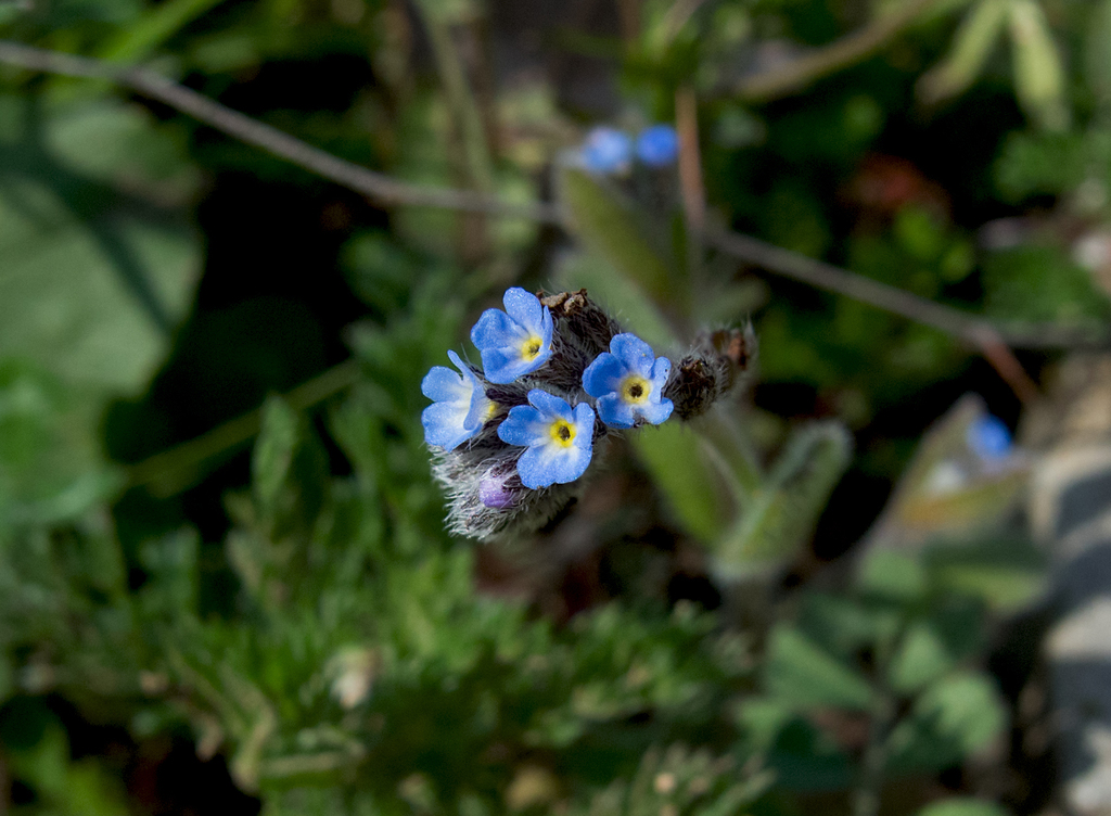 No Me Olvides (género Myosotis) · NaturaLista Colombia