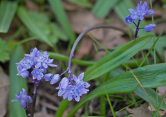 Scilla bithynica