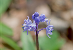 Scilla bithynica