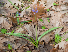Scilla bithynica