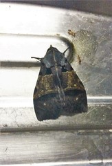 Serrodes mediopallens