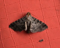 Polydesma boarmoides