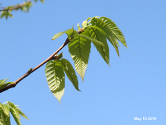 Castanea crenata