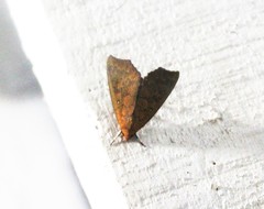 Rusicada nigritarsis