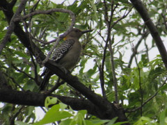 Melanerpes aurifrons