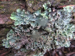 Punctelia perreticulata