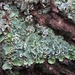 Powdered Speckleback Lichen - Photo (c) Melissa Hutchison, some rights reserved (CC BY-NC-ND), uploaded by Melissa Hutchison
