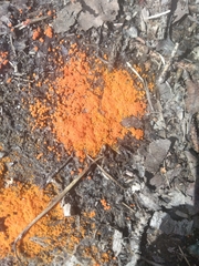 Byssonectria terrestris