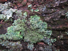 Punctelia perreticulata