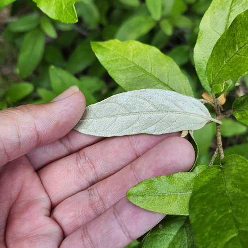 Image of Croton alabamensis by no rights reserved