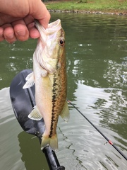 Micropterus henshalli