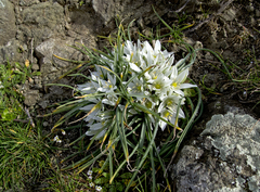 Ornithogalum refractum