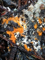 Byssonectria terrestris